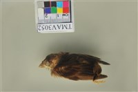 藏品(麻雀)的圖片